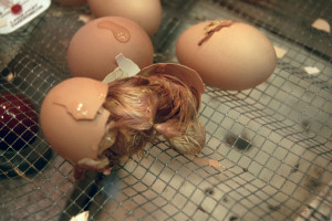 Hatching Egg 4 - photo by ~Pawsitive~Candie_N