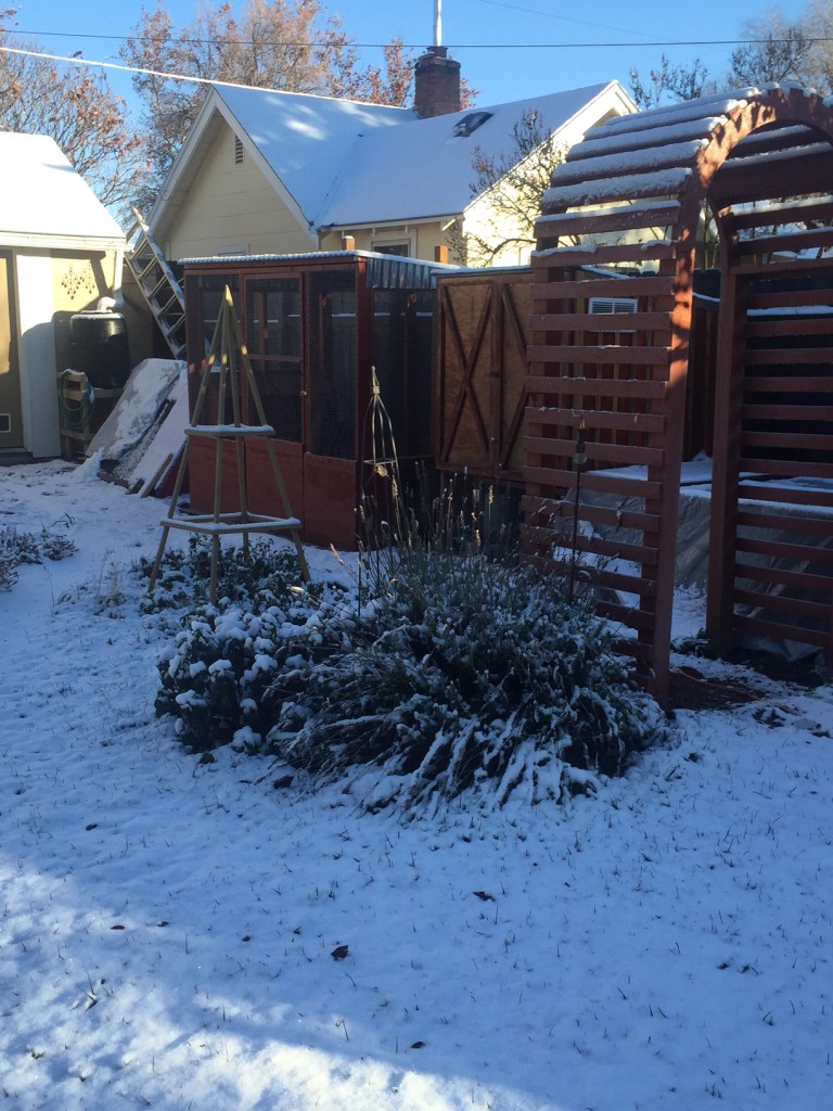 Snow-covered Deluxe Chicken Run - photo by Jen Pitino 