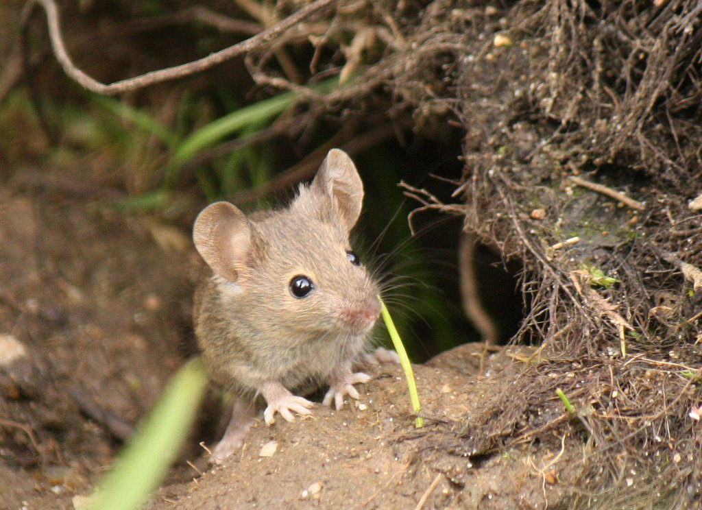 Wood Mouse - Photo by Jans Canon
