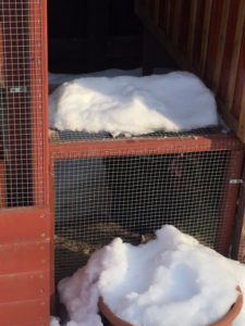 Chicken Coop to Run Breezeway in Use 