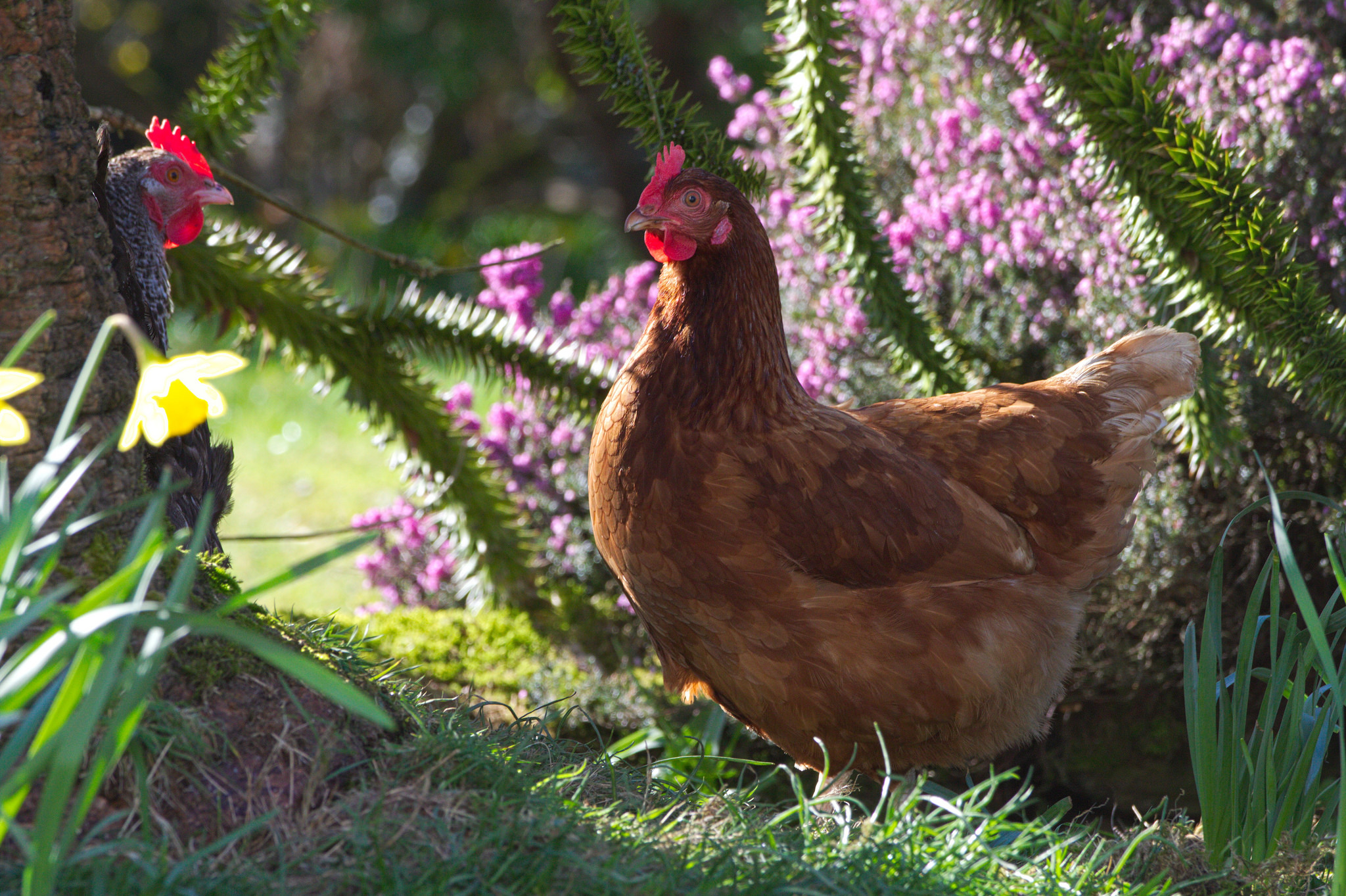 Hens Free in the Garden - photo by Grey World