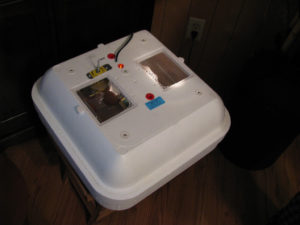 incubator