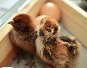 Pixabay chicks-1280749_1920