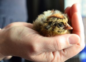 Pixabay chicks-706486_1920