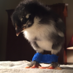 Hobble helps chick stabilize